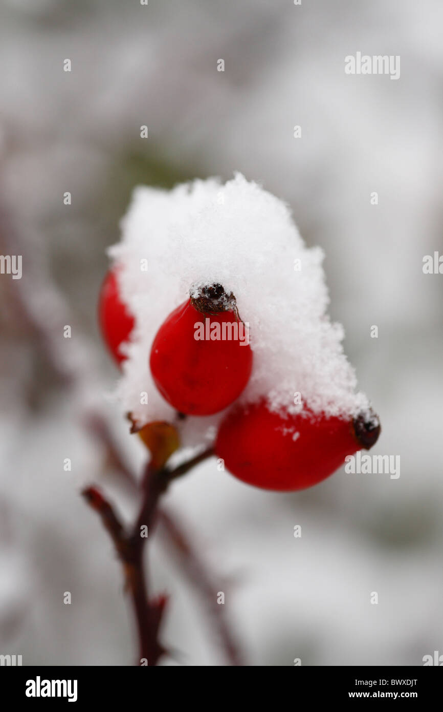 Cinorrodi nella neve Foto Stock