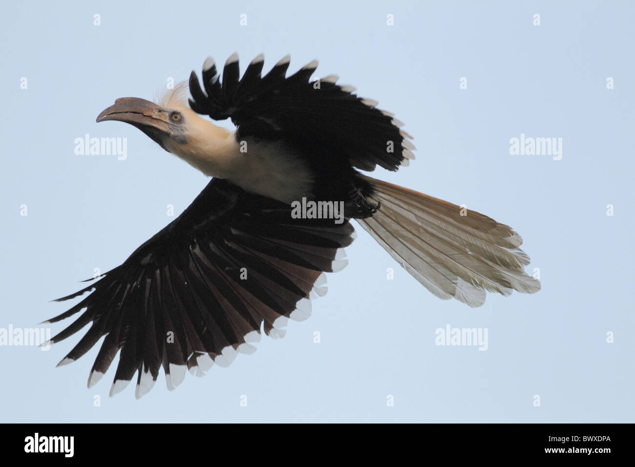 Bianco-crowned Hornbill (Berenicornis comatus) adulto, in volo, fiume Kinabatangan, Sabah Borneo, Malaysia, marzo Foto Stock