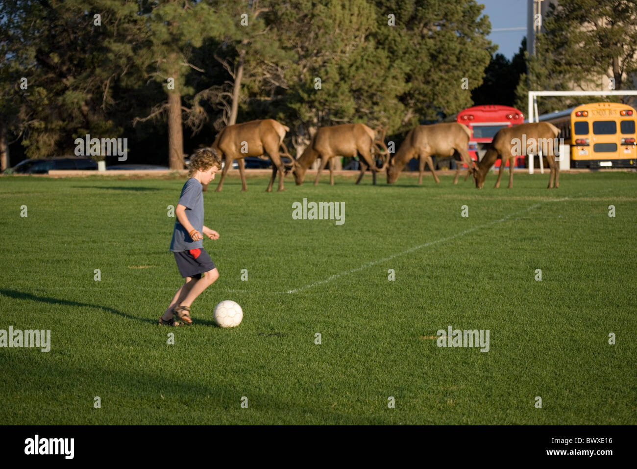 Bambino sul campo di calcio witih elk in background al Grand Canyon National Park - Arizona - USA - Modello rilasciato Foto Stock