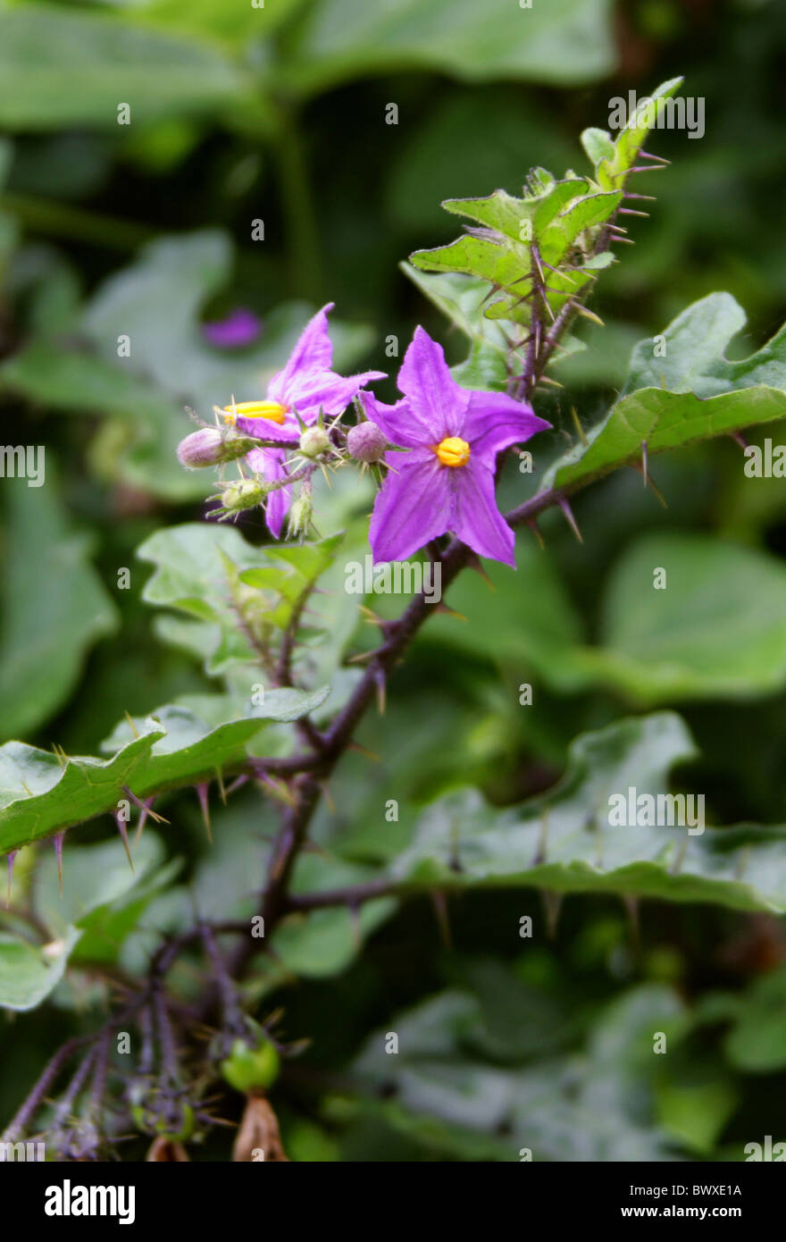 Apple di Sodoma, Solanum sodomaeum, solanacee. Cresce allo stato selvatico, Tsitsikamma Riserva Naturale, Sud Africa. Apple di Sodoma è Foto Stock