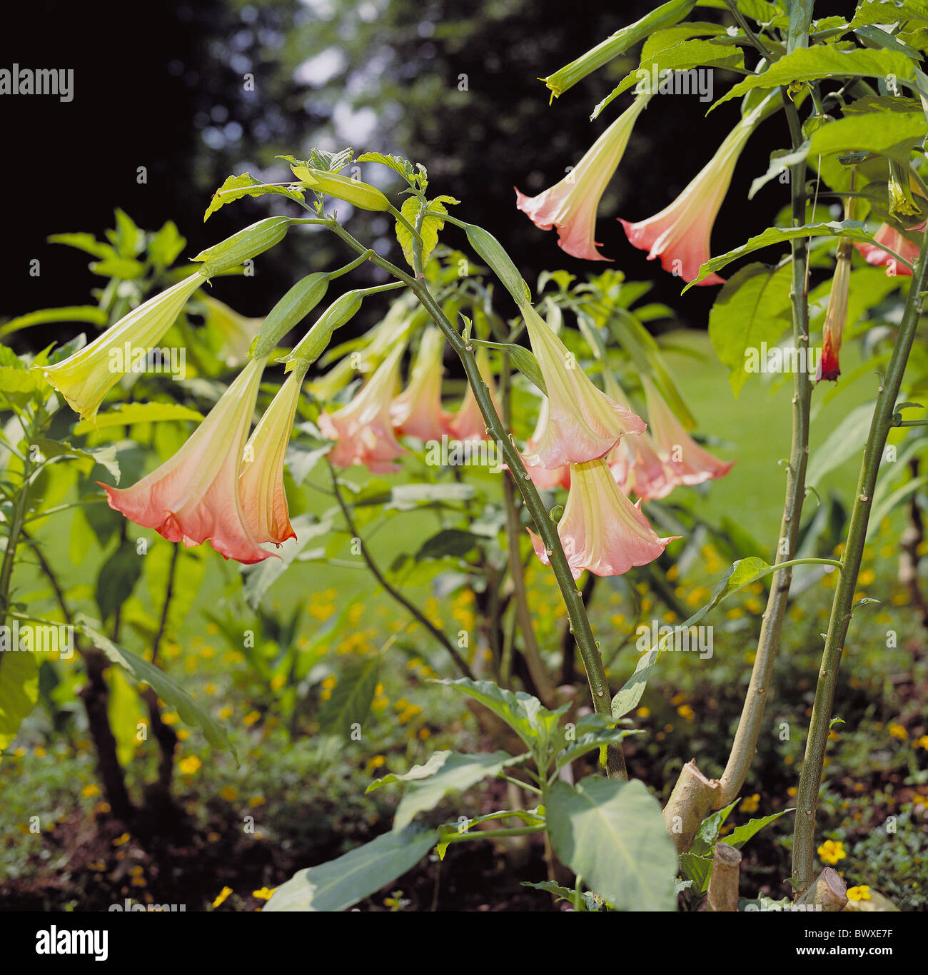 Impianto generi vari modi Angel's trombe Datura fiore fiorisce close-up tossici di fiori Foto Stock