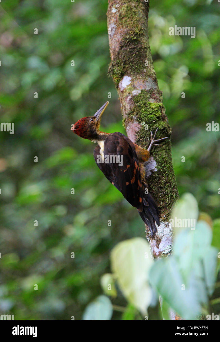 Arancio-backed Woodpecker (Reinwardtipicus validus xanthopygius) maschio adulto, aggrappandosi al tronco di albero, Kinabalu N.P., Sabah Borneo, Malaysia, gennaio Foto Stock