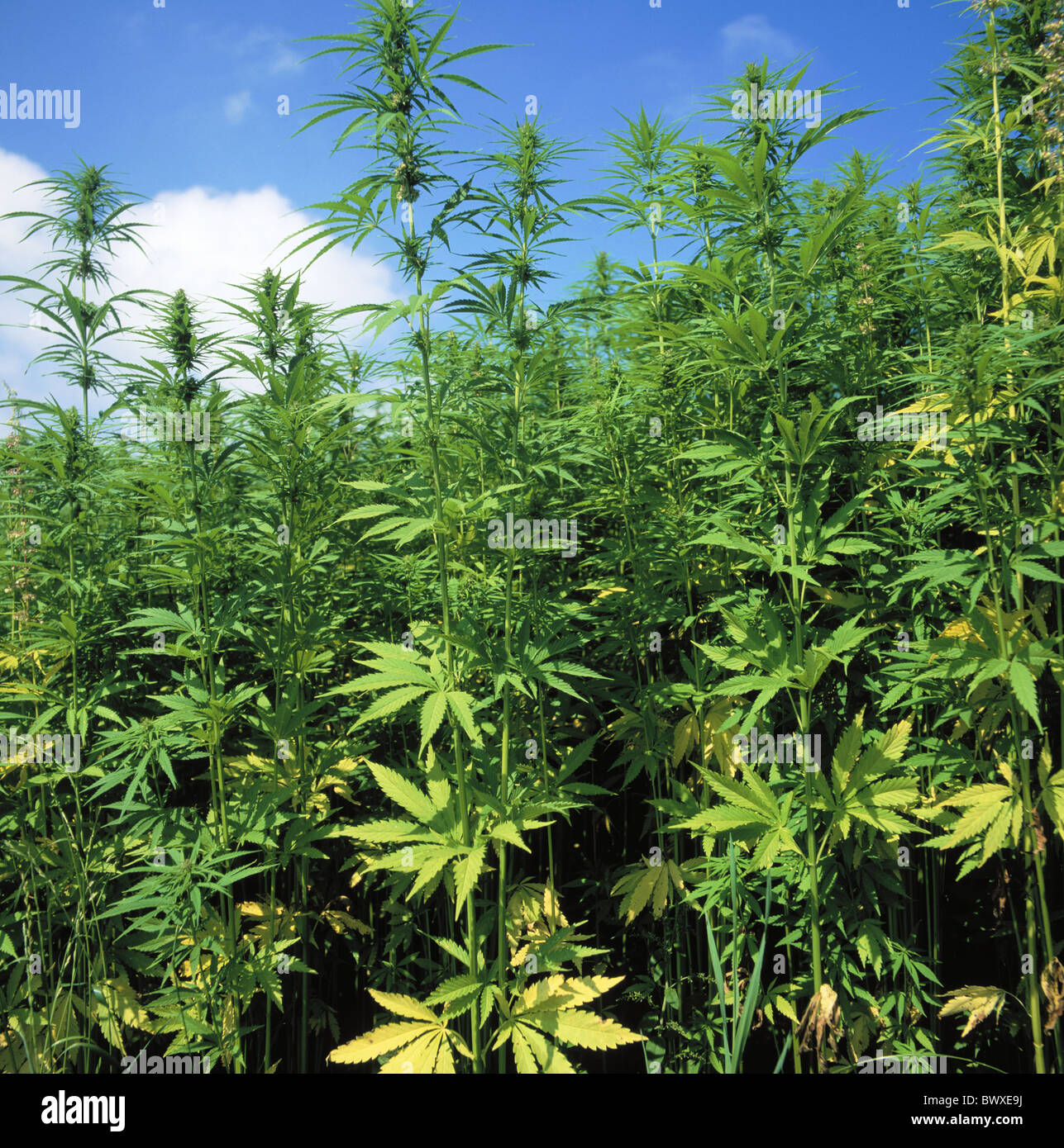 Il fumo di cannabis pot farmaci hash canapa canapa campo di piante di canapa piante Foto Stock