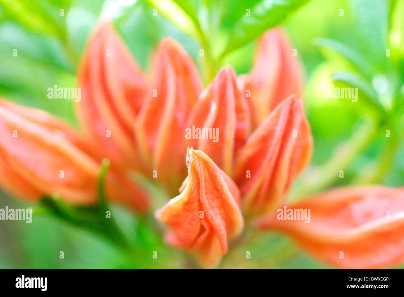 Bella arancio azalea gemme, armonia nella natura Jane-Ann Butler JABP Fotografia884 Foto Stock