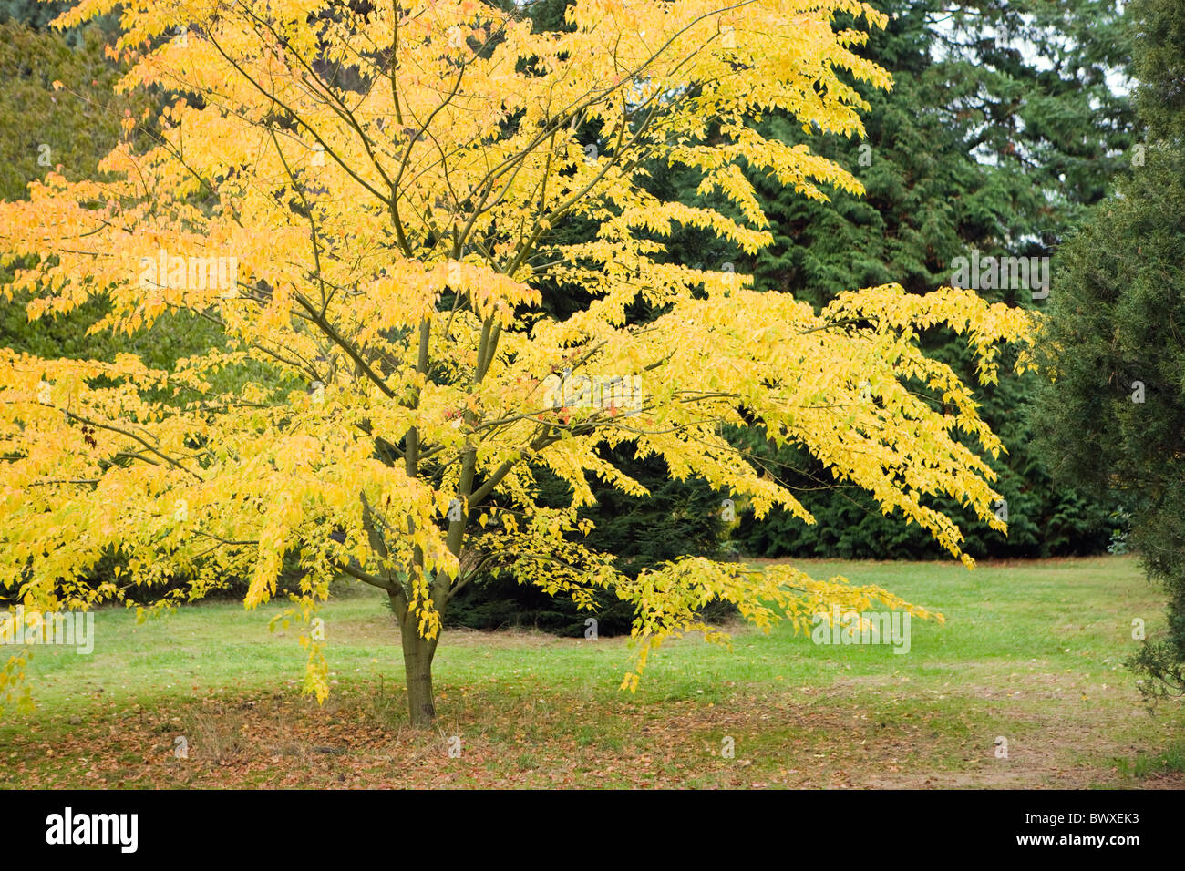 Acer crataegifolium 'veitchii' in autunno. Biancospino acero. Regno Unito Foto Stock