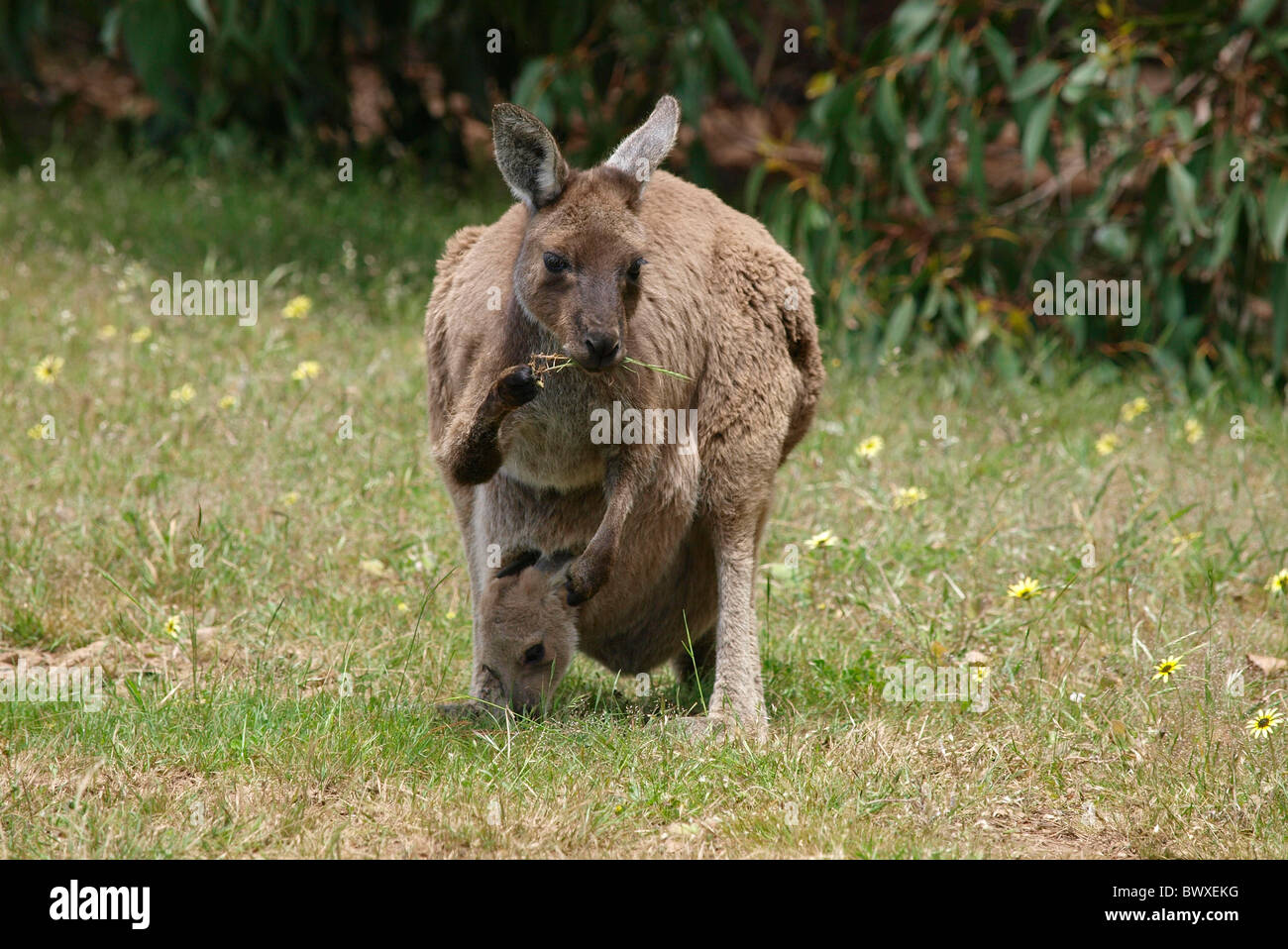 KANGAROO nella boccola con Joey nella sacca di mangiare erba, Deep Creek Conservation Park South Australia Foto Stock