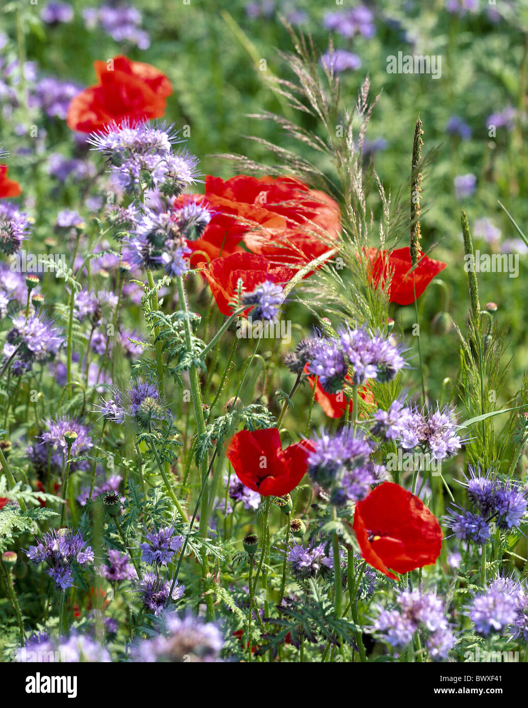 Prato papavero rosso Phazelia fiori viola fiore fiorisce Foto Stock