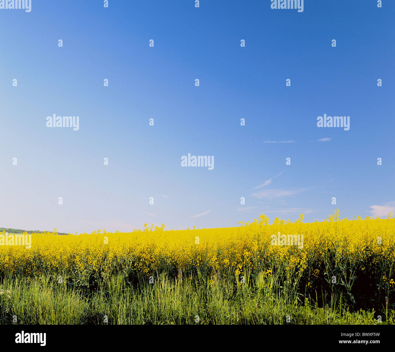 Campo campo di colza fiore giallo blu cielo agricoltura di colza Foto Stock