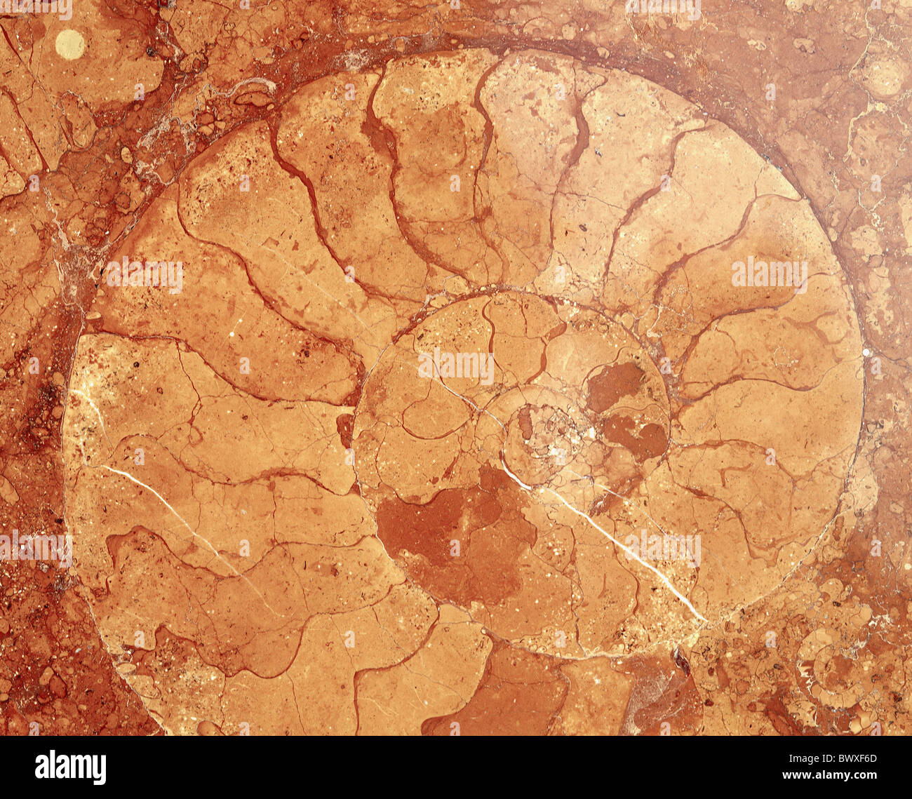 Fossili fossilizzazione fuddy duddies-ammonita in marmo rosso rock struttura in pietra concetto spirale Foto Stock