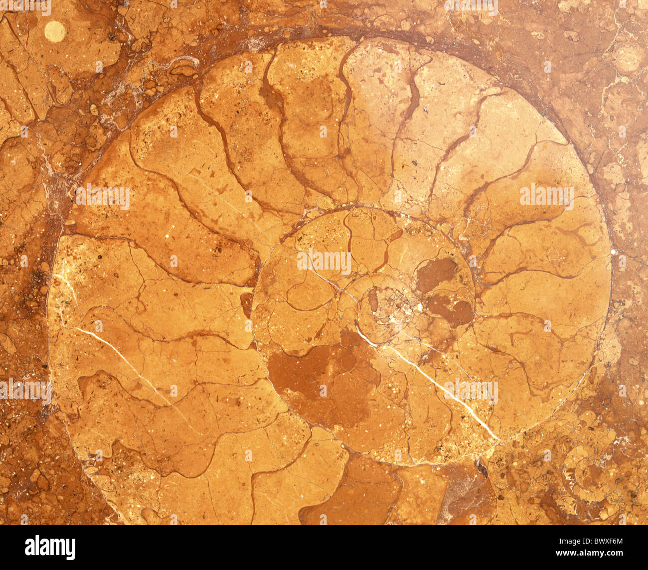 Ammonhorn fossili-fuddy duddies in marmo rosso rock pietra fossilizzazione struttura spirale di concetto Foto Stock