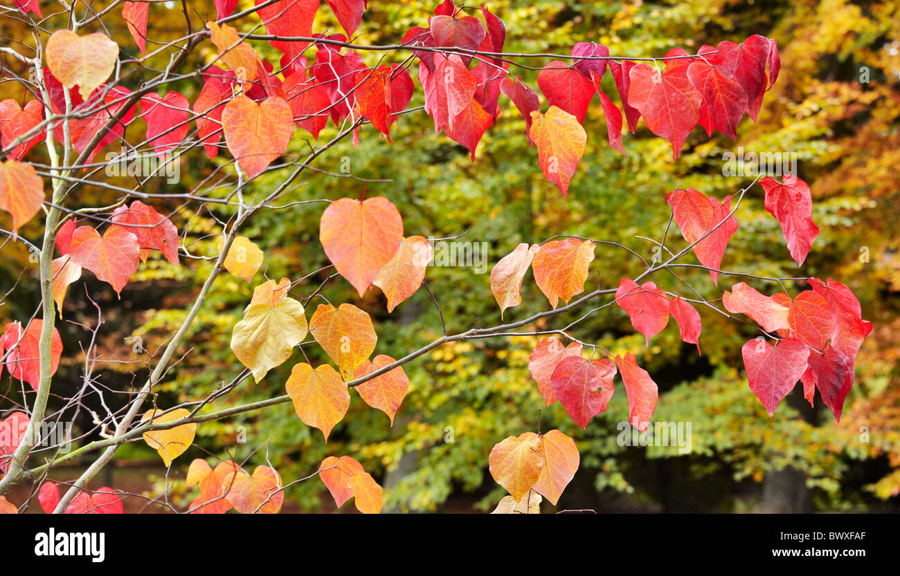 Foglie di autunno di Cercis canadensis nome comune Forest Pansy Foto Stock