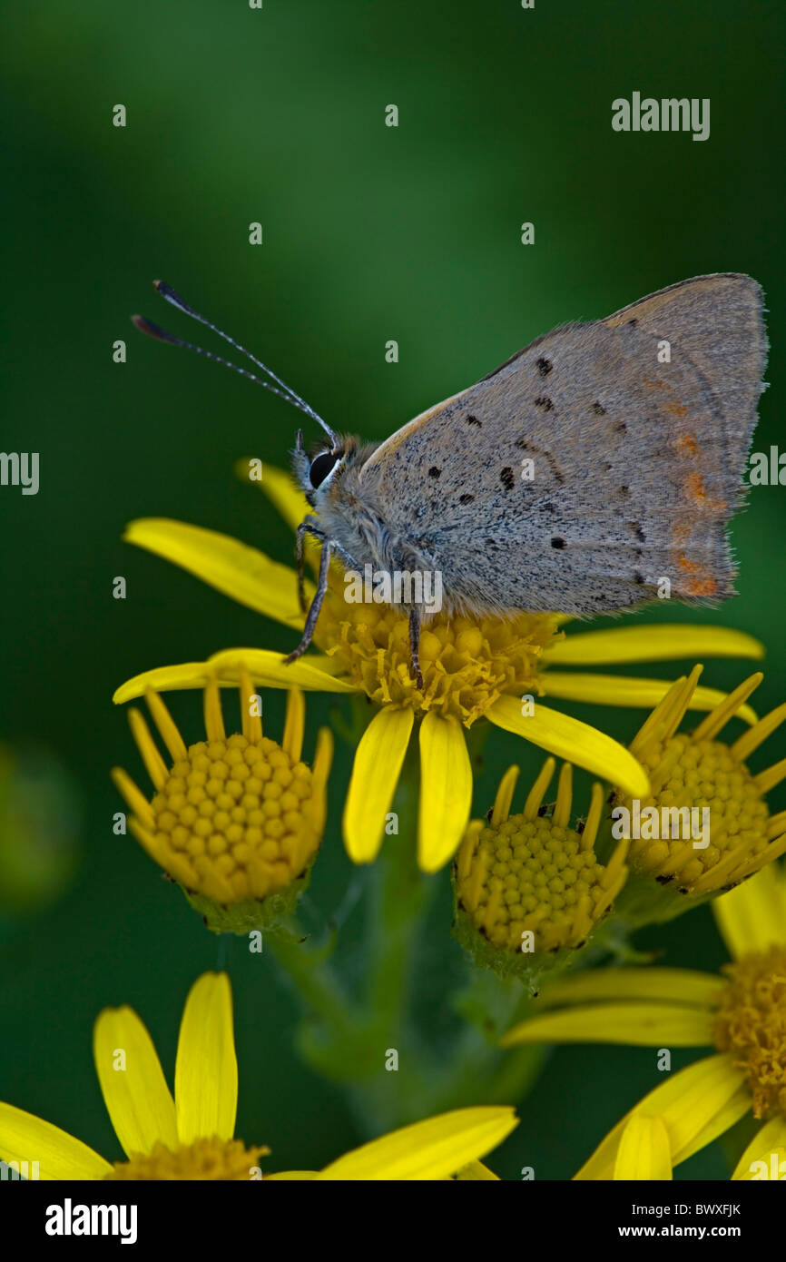 Piccola di rame (Lycaena phlaeas) sulla comune erba tossica (Senecio jacobaea) - Inghilterra - UK - Ali chiuso-vista laterale - nel mese di agosto Foto Stock