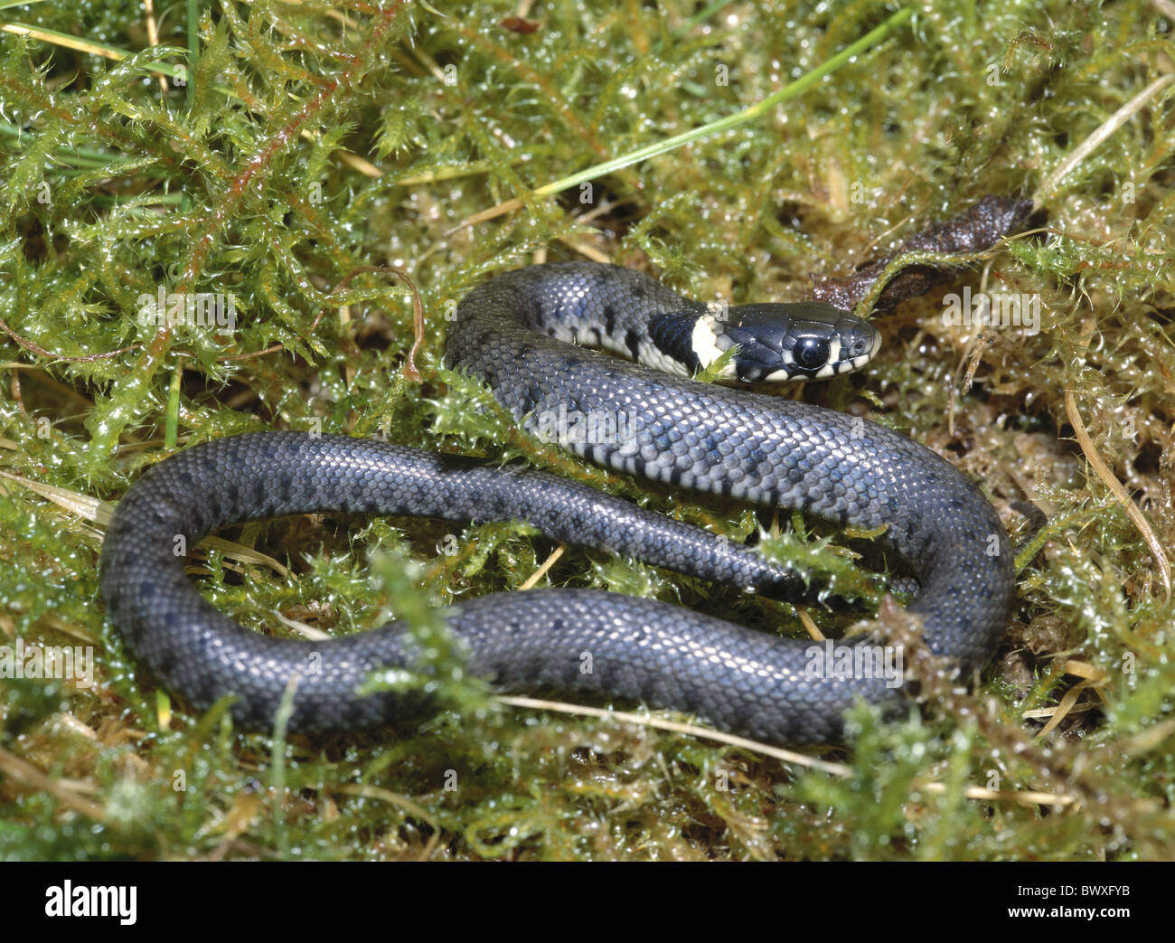 La metà dei giovani laminati testa rialzate moss ringlet sommatore snake Foto Stock