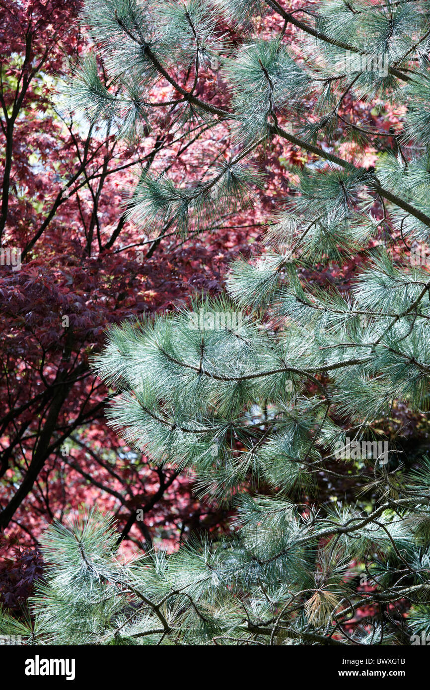 Blu rami di pino contro rosso foglie di acero giapponese a Westonbirt Arboretum, Gloucestershire Foto Stock