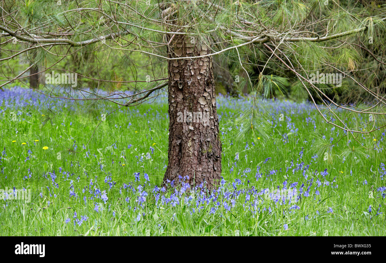 Wild bluebells coprire il terreno tra gli alberi a Westonbirt Arboretum ordinato in Tetbury Gloucestershire Foto Stock