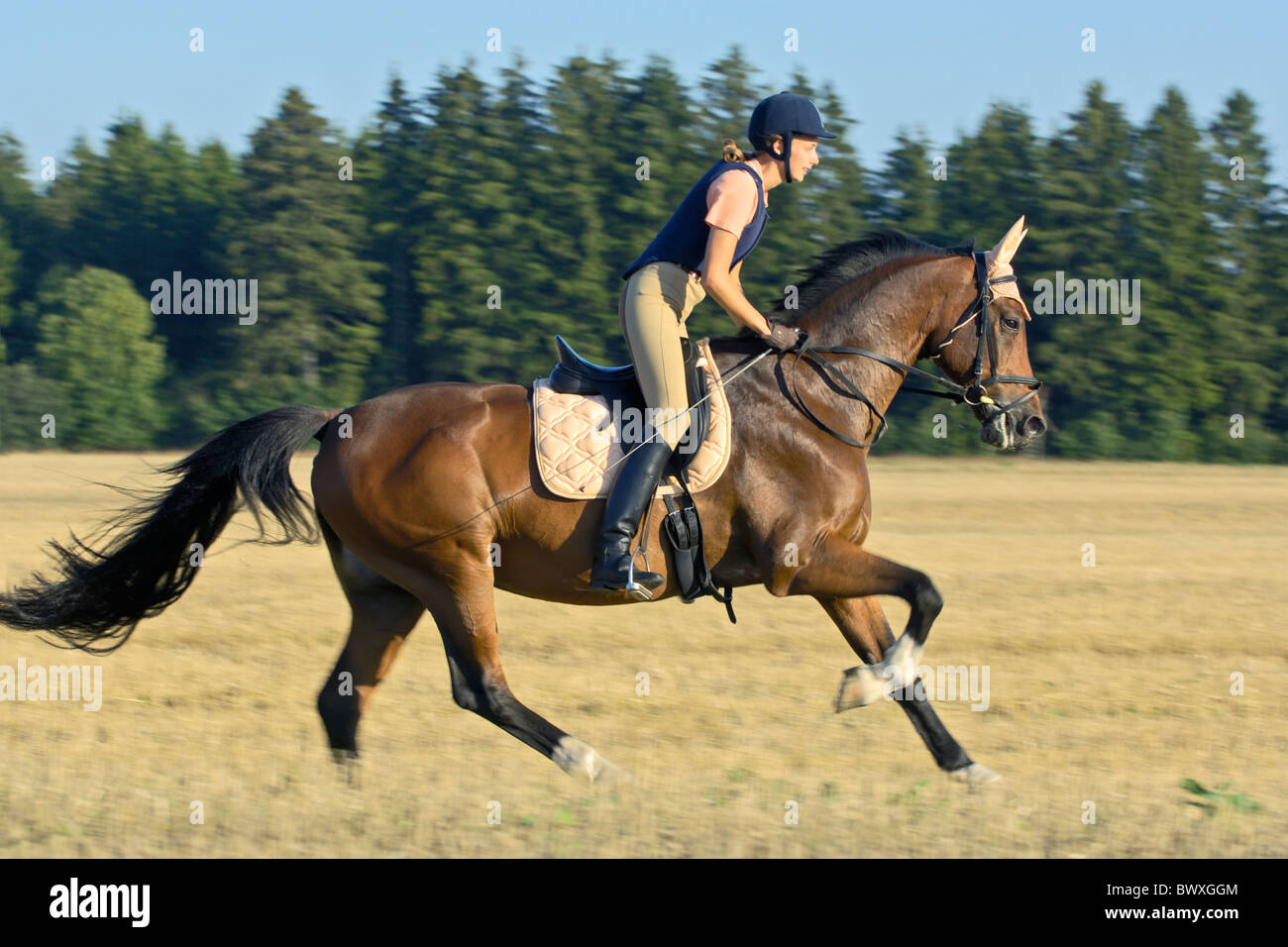 Giovane pilota al galoppo sulla schiena di un bavarese cavallo di razza e indossando un cappello di equitazione e un protettore del corpo Foto Stock