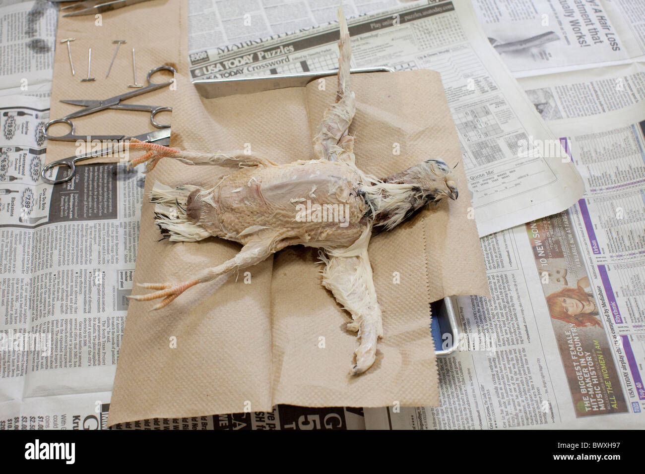 Ottavo grado scienza animale agli studenti di eseguire la dissezione sui piccioni comuni a Kealing Middle School di Austin, Texas Foto Stock