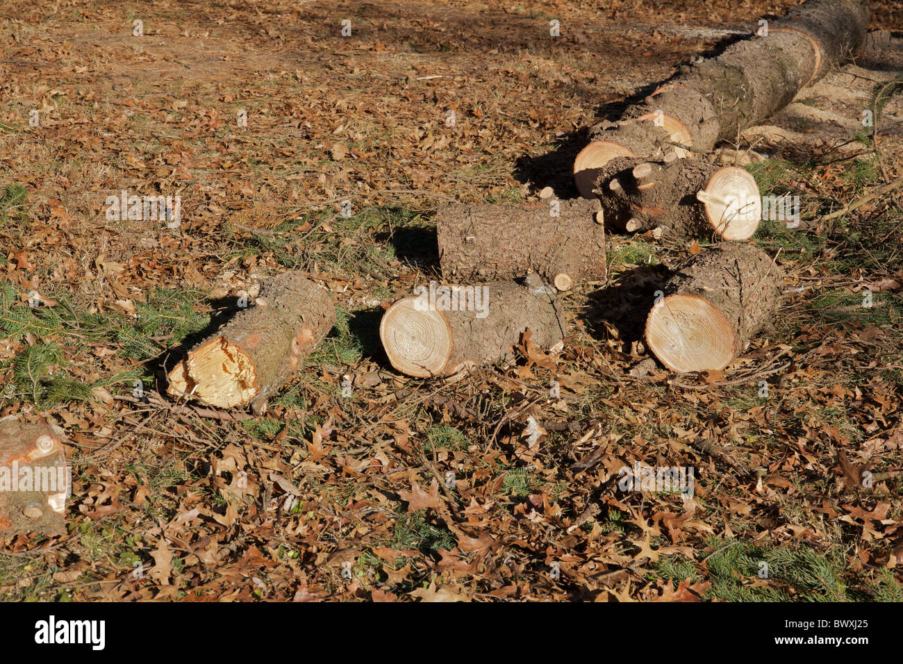 Appena abbattuto e sawed albero; legna da ardere registra sul terreno. Foto Stock