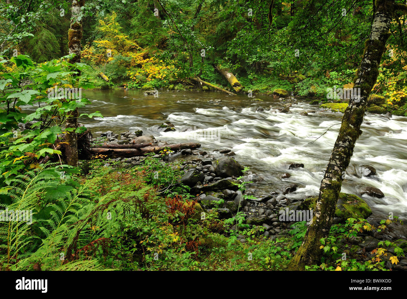 Sol duc fiume, parco nazionale di Olympic, Washington Foto Stock
