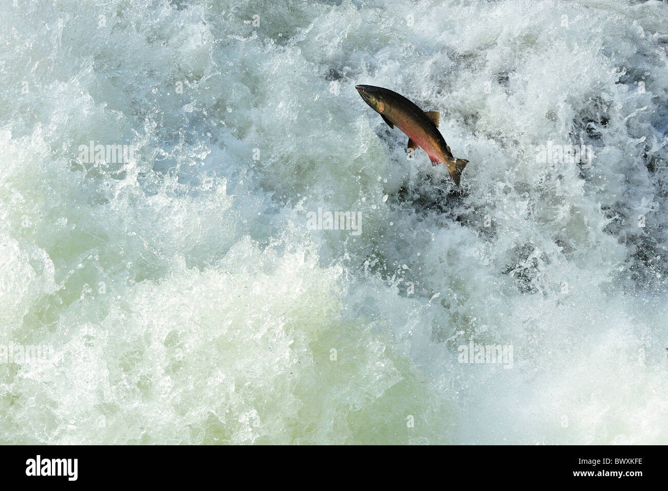 Coho o Salmone Argento, Oncorhynchus kisutch, Sol Duc Fiume, Parco Nazionale di Olympic, Washington Foto Stock