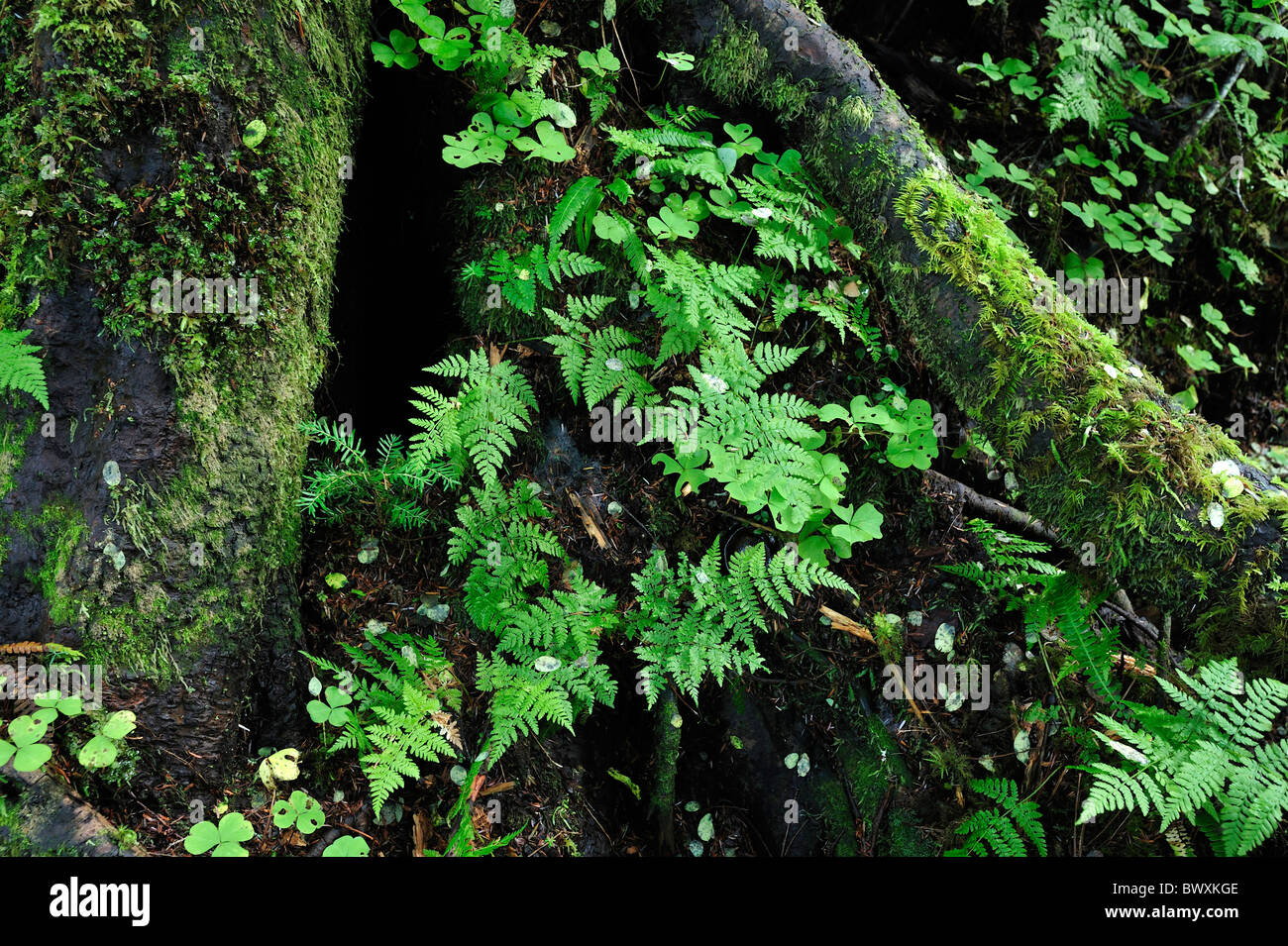 Queets river basin, il parco nazionale di Olympic, Washington Foto Stock