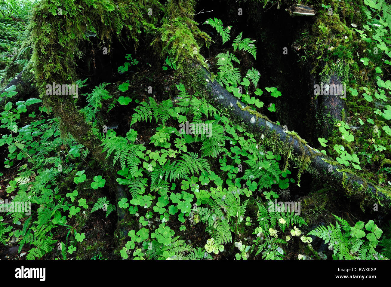 Queets river basin, il parco nazionale di Olympic, Washington Foto Stock