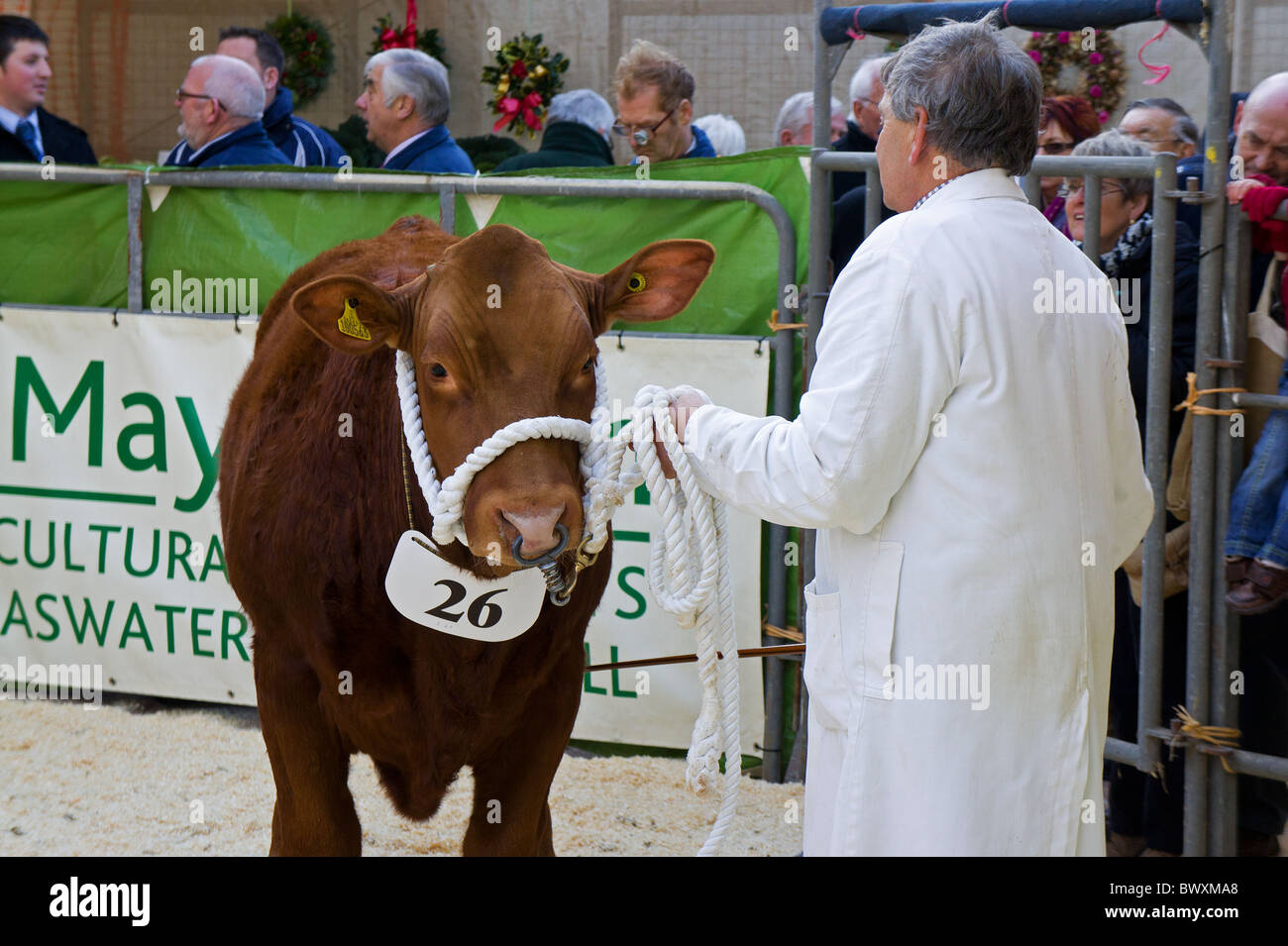 Una mucca in mostra ring a una fiera di paese in cornwall, Regno Unito Foto Stock