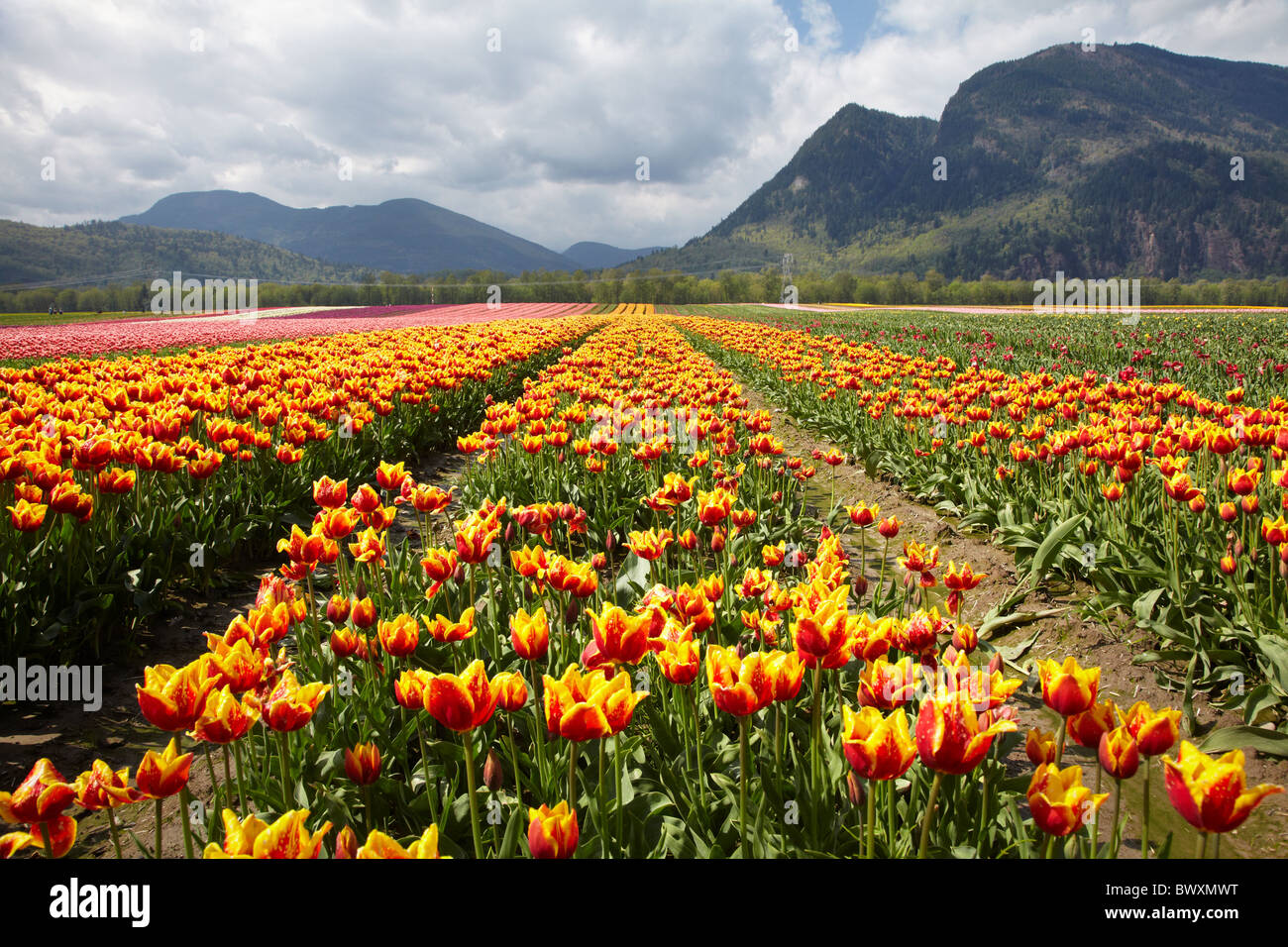 Tulip Agriturismo vicino a Agassiz, British Columbia, Canada Foto Stock