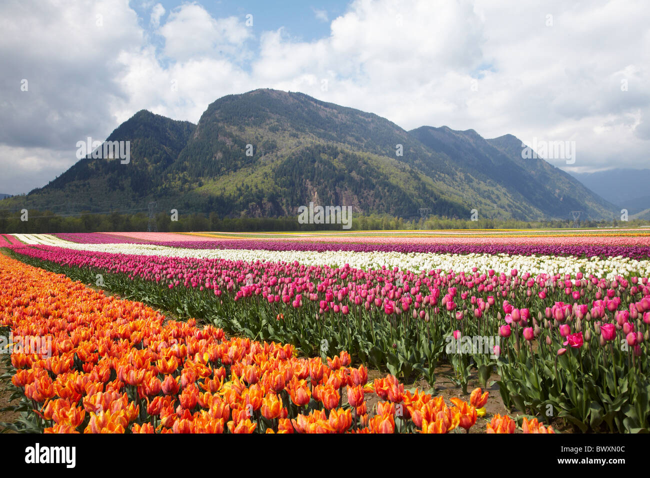 Tulip Agriturismo vicino a Agassiz, British Columbia, Canada Foto Stock