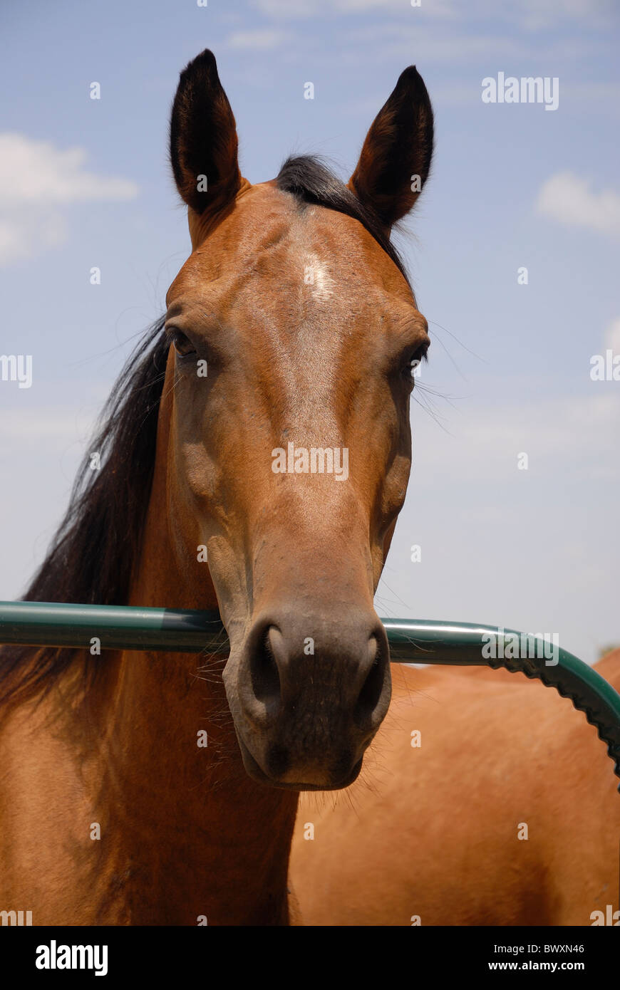 Un close-up del volto di un cavallo contro un cielo blu Foto Stock