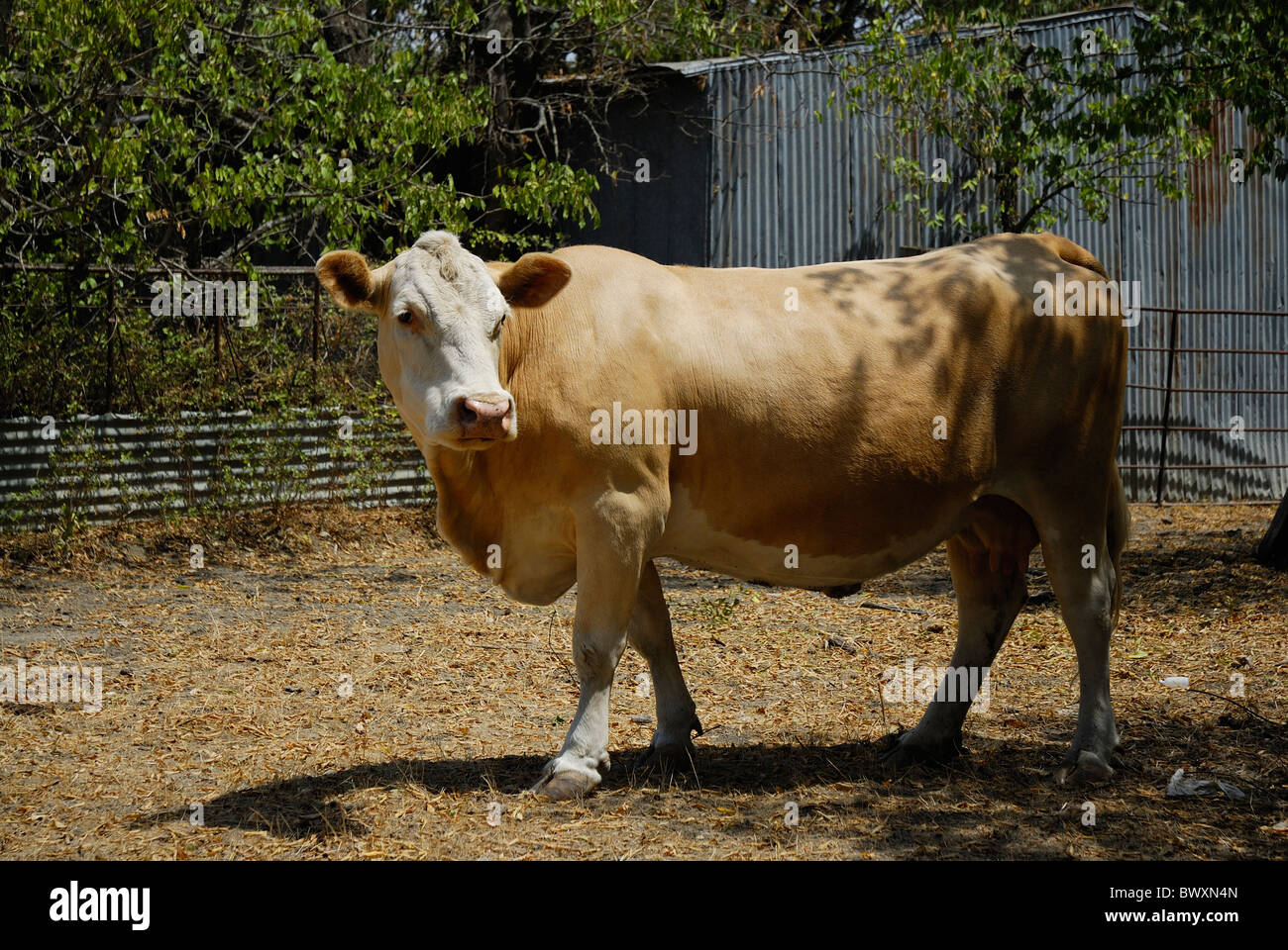 Tan vacca domestica in piedi accanto al fienile di metallo Foto Stock