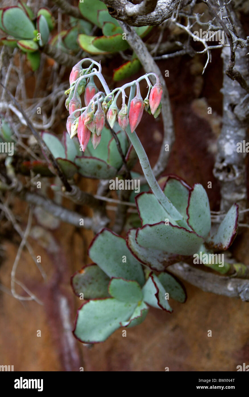 Round-leafed Navel-wort o Pig l orecchio, cotiledone orbiculata, Piante succulente | Dicotiledoni. In piuma Riserva Naturale, Knysna, Sud Africa. Foto Stock