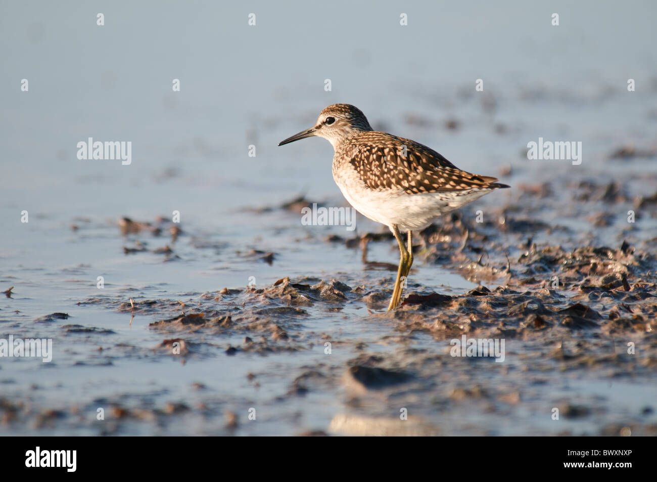 Wood Sandpiper Tringa glareola in piedi su un bordo di acqua Foto Stock