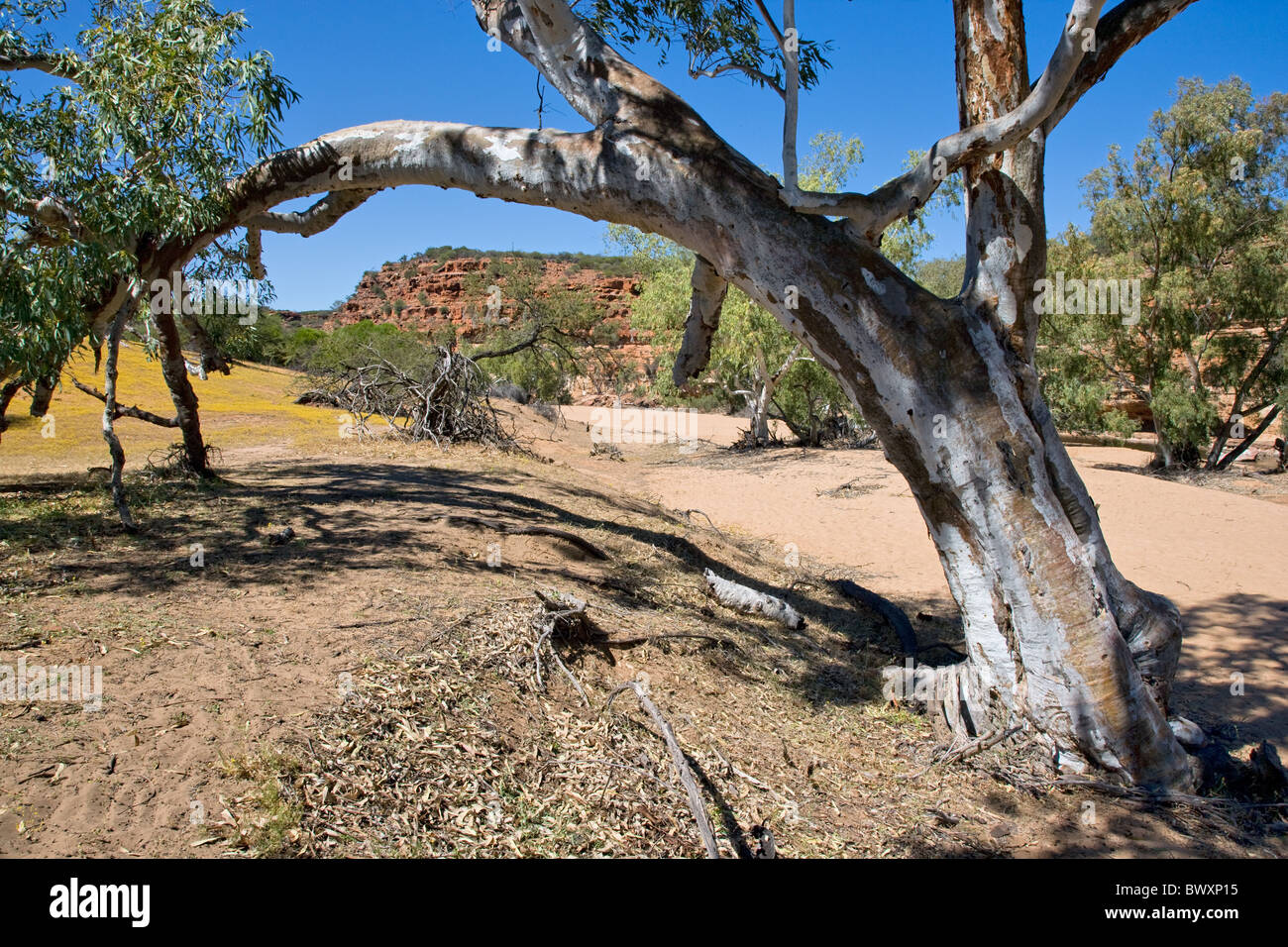 Murchison River Gorge sotto Hawkes Capo Lookout nei pressi di Kalbarri in Western Australia incorniciata da un albero di eucalipto Foto Stock