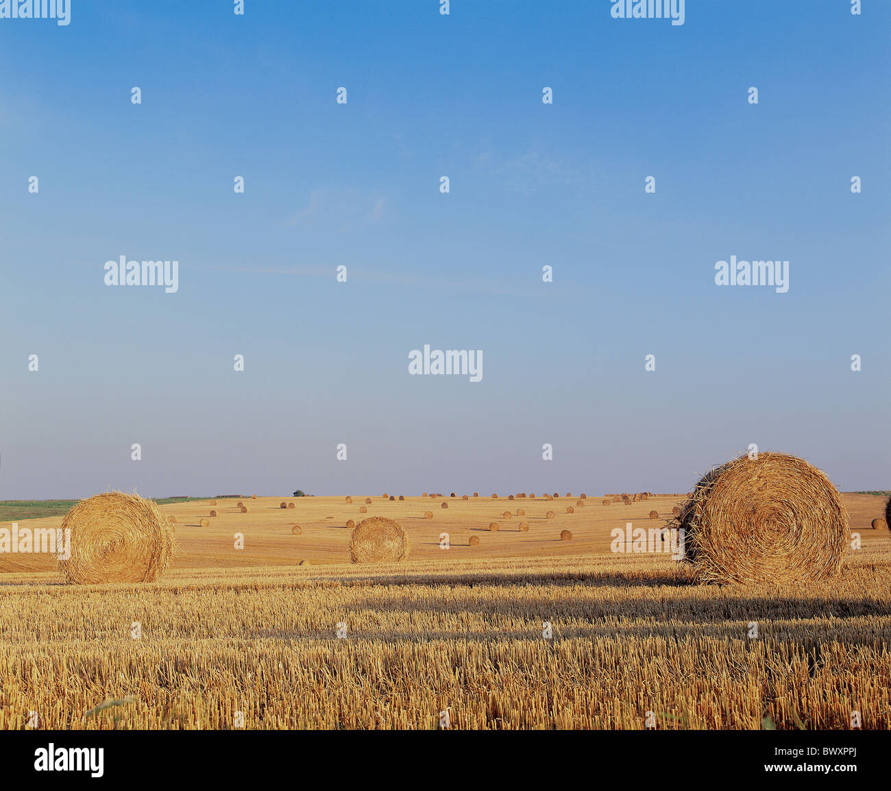 Raccolti di campo campo Campo di stoppie balla paglia intorno a pianura agricoltura Paglia Fieno Foto Stock