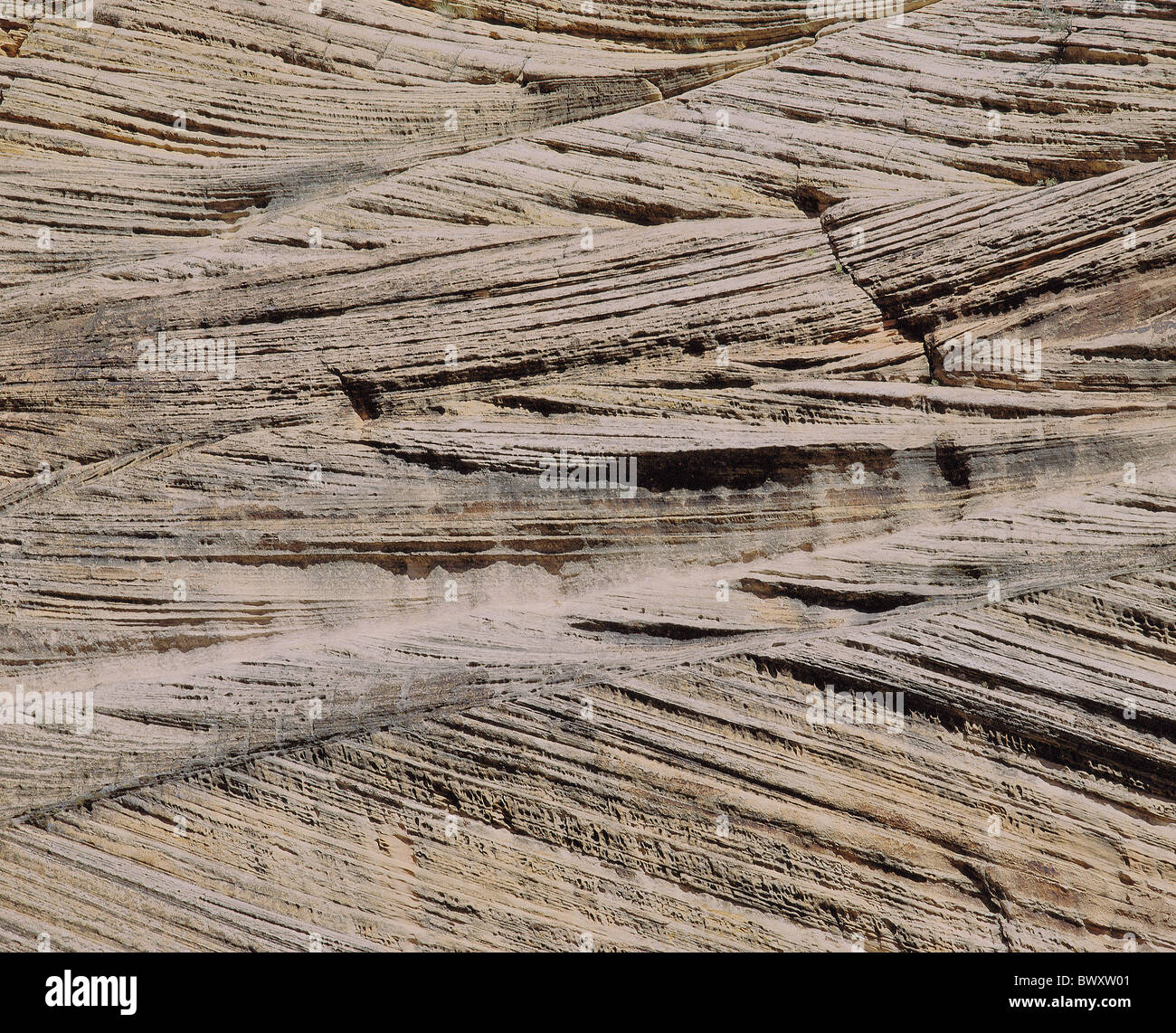 Forma di erosione roccia dettaglio struttura Checkerboard Mesa USA America Nord America Utah zion national par Foto Stock