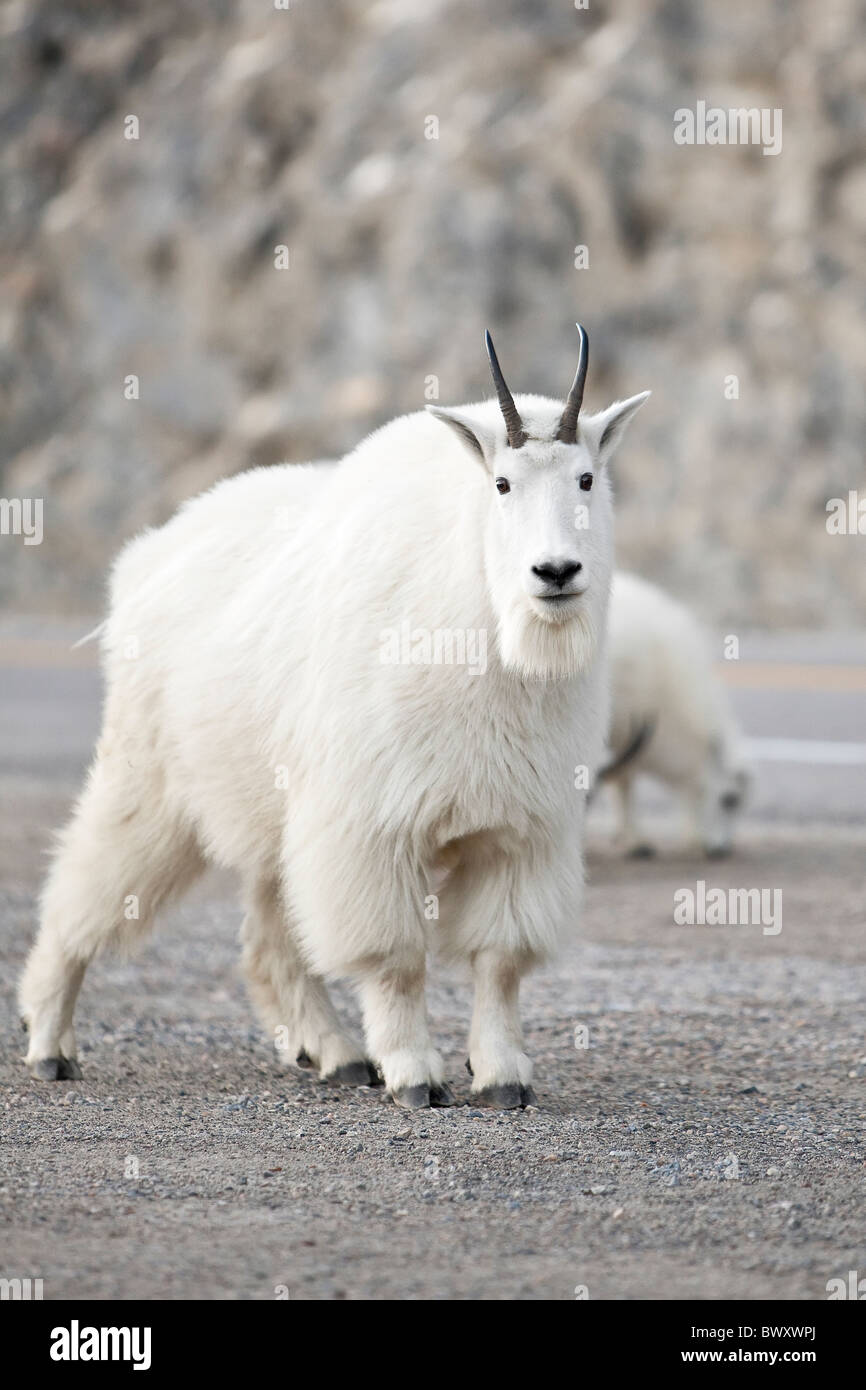 Capre di montagna, Icefields Parkway, Jasper National Park, Alberta, Canada. Foto Stock