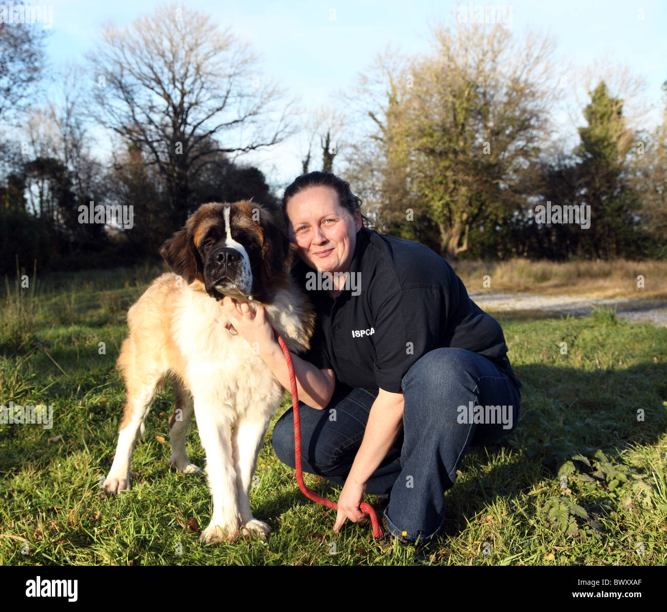 Canile cameriera Denise con salvato san Bernardo cane, ISCPA, Lonford, Irlanda Foto Stock