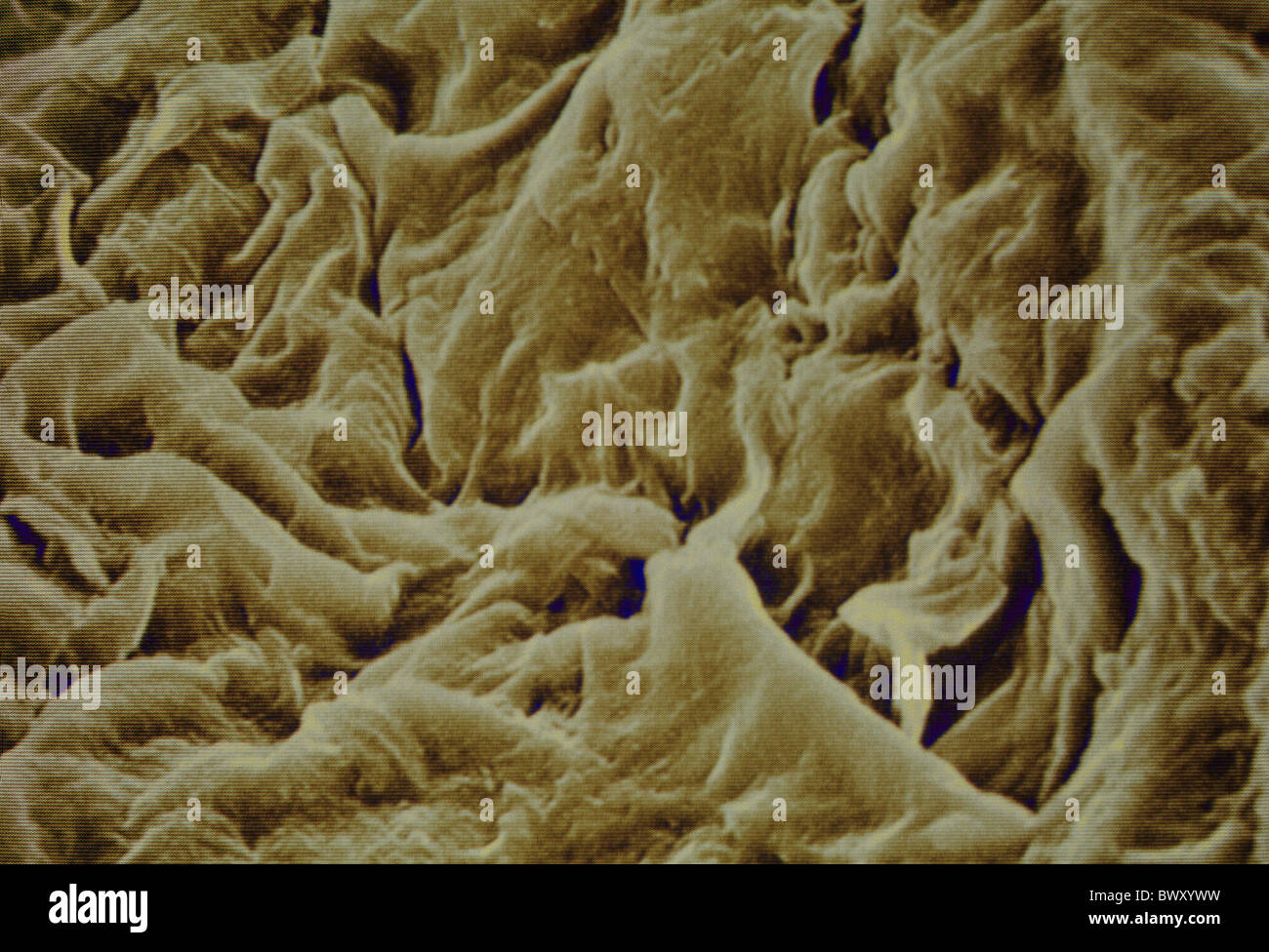 Medicina microscopia microscopio pelle cellule persona anatomia Foto ...