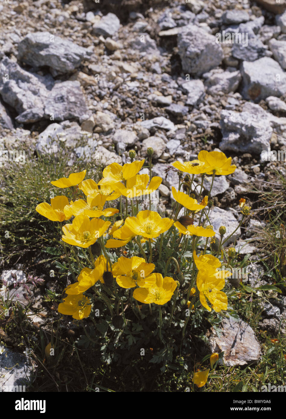 Vegetazione giallo alpino papavero alpino Papaver rhaeticum flora alpina Alpi fiori Foto Stock