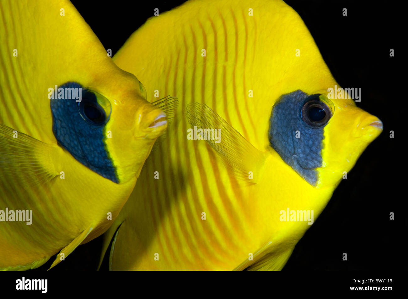 Masked butterflyfish Chaetodon semilarvatus- Foto Stock