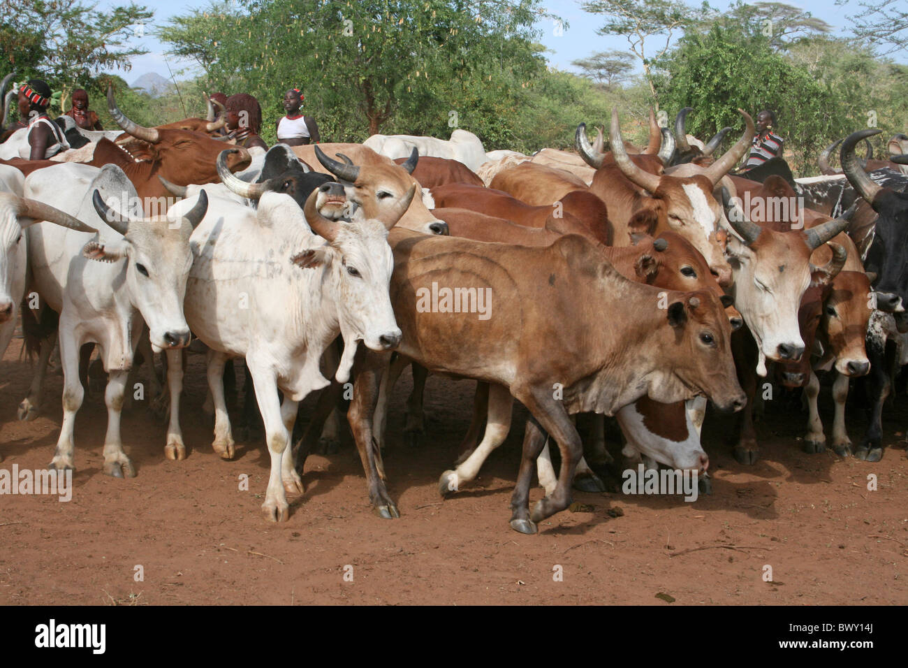 I tori di fresatura intorno a un Hamer Bull-jumping cerimonia, Valle dell'Omo, Etiopia Foto Stock