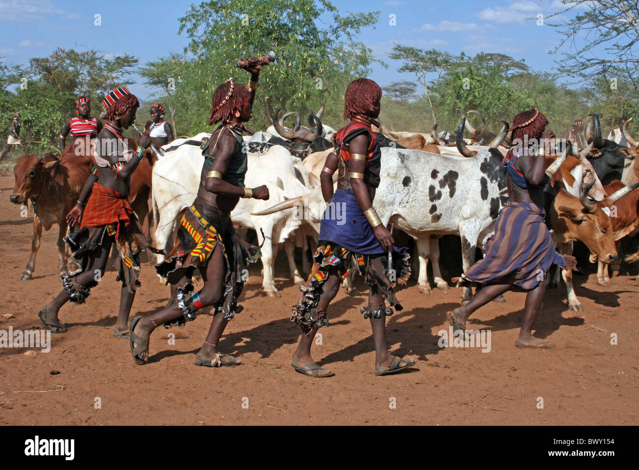 Sorelle di avviare ballare e cantare intorno ai tori, Hamer Bull-jumping cerimonia, Valle dell'Omo, Etiopia Foto Stock