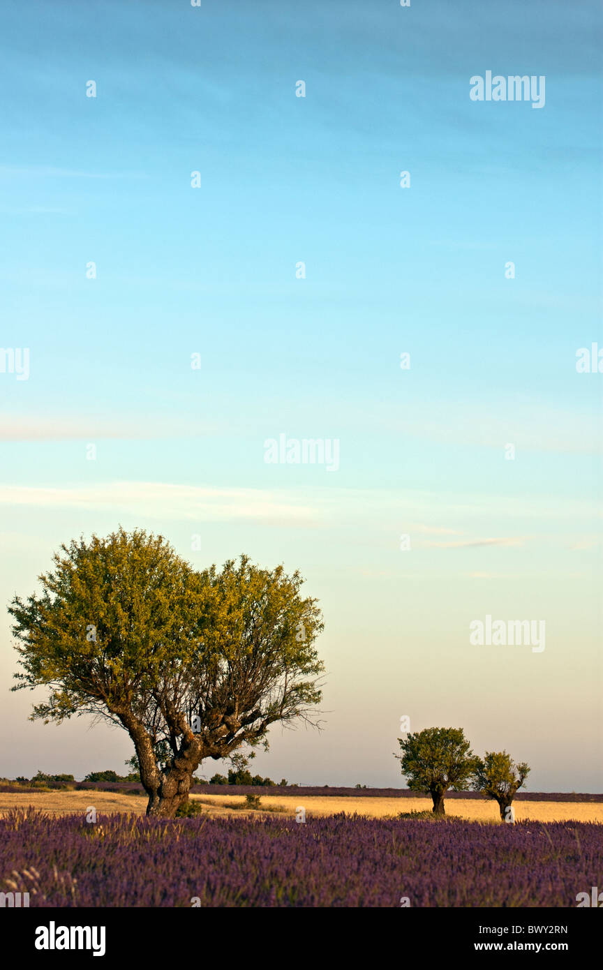 Francia Provenza Valensole tre alberi nel campo di lavanda al tramonto Foto Stock
