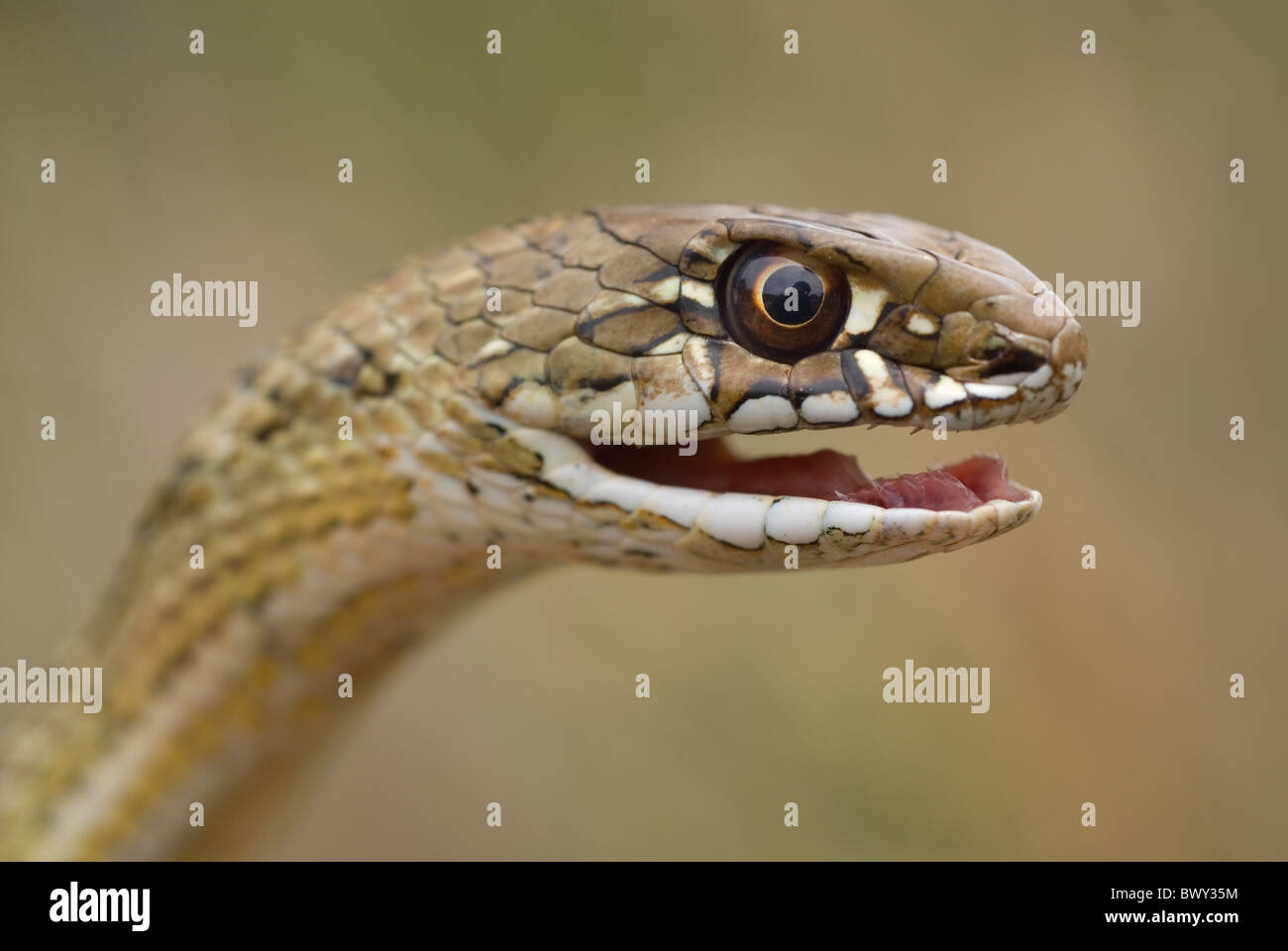 Montpelier Snake (Malpolon monspessulanum) Foto Stock