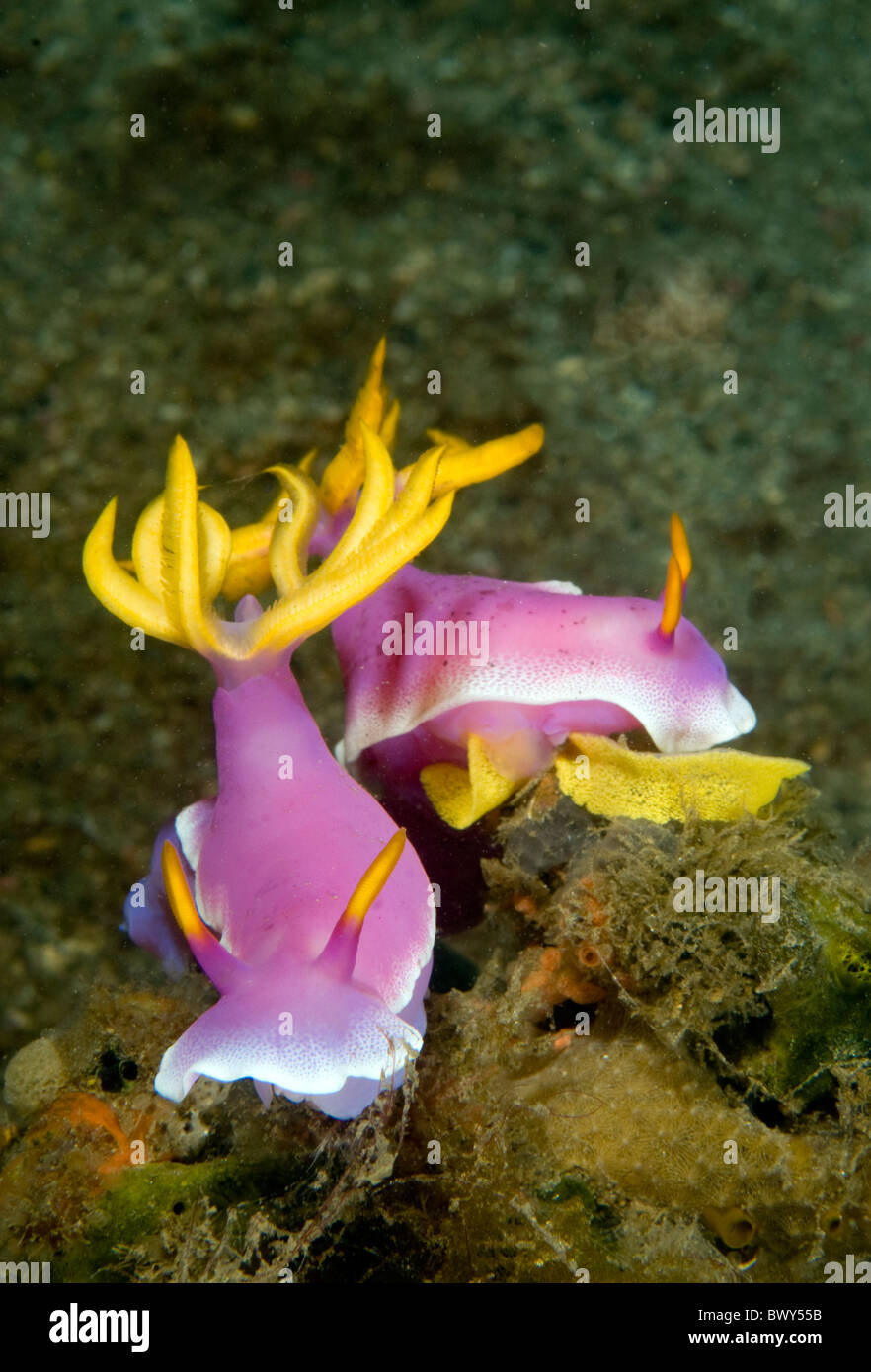 Nudibranch Hypselodoris apolegma- Foto Stock