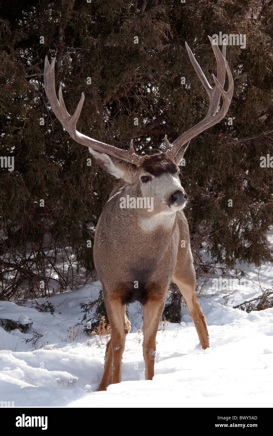 Mule Deer Odocoileus hemionus buck Rio Grande County Colorado USA Foto Stock