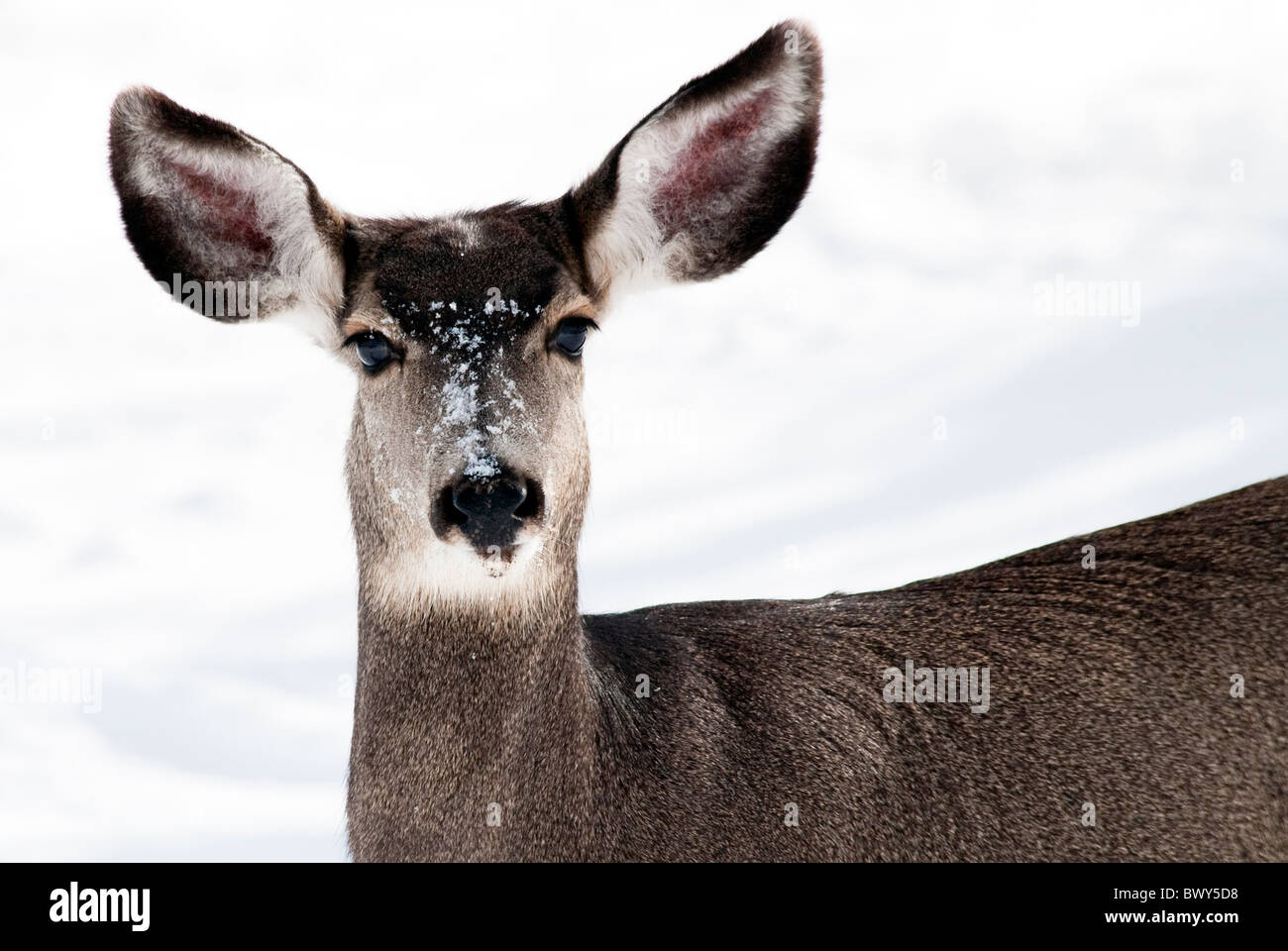 Mule Deer Odocoileus hemionus doe Rio Grande County Colorado USA Foto Stock