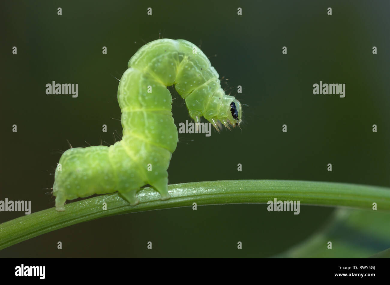 Cavolo Moth caterpillar Foto Stock