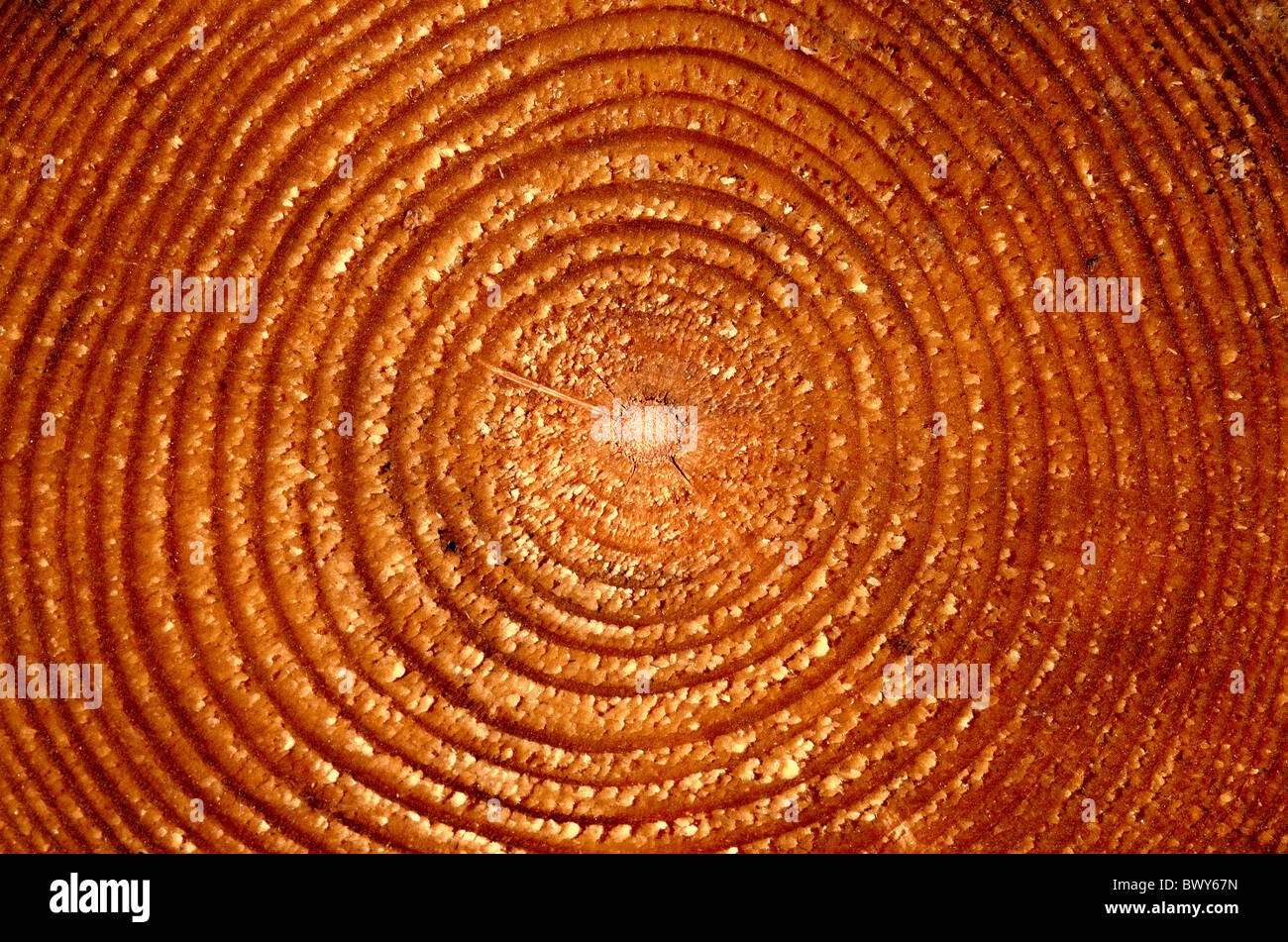 Legno sezione trasversale gli anelli annuali tronco di abete rosso albero secolare di persona intorno al cerchio struttura ad anello in background Foto Stock